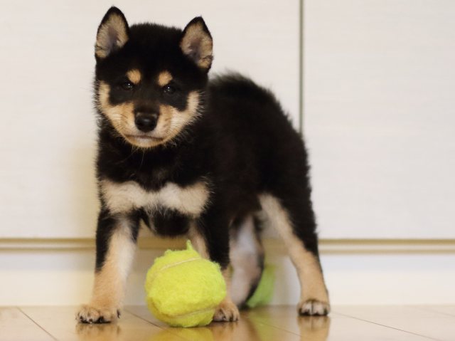 FP5A4015-puppy FP5A4015-puppy