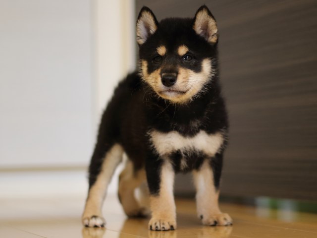 FP5A4027-puppy FP5A4027-puppy