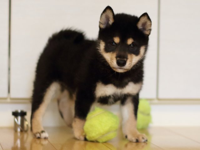 FP5A4031-puppy FP5A4031-puppy