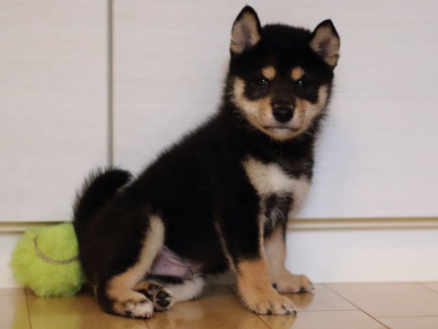 FP5A4126-puppy FP5A4126-puppy