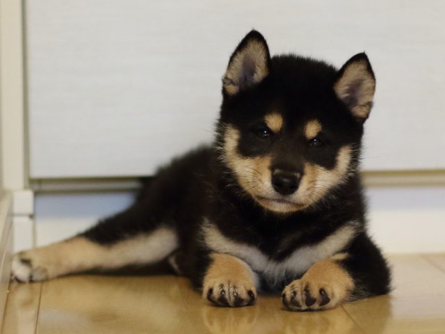 FP5A4202-puppy FP5A4202-puppy