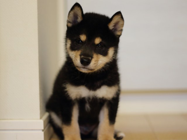 FP5A4221-puppy FP5A4221-puppy