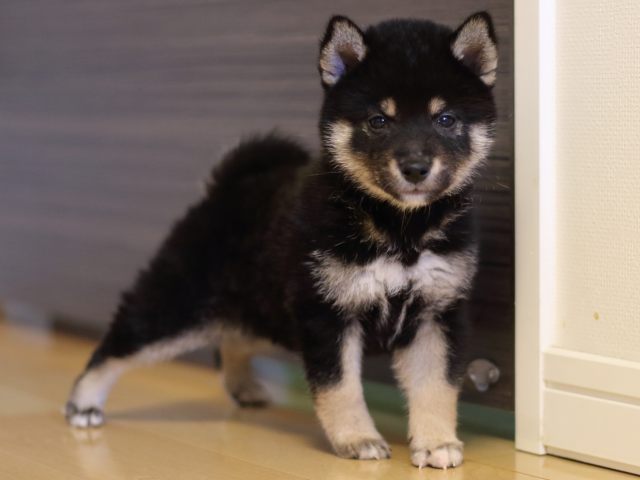 FP5A4247-puppy FP5A4247-puppy