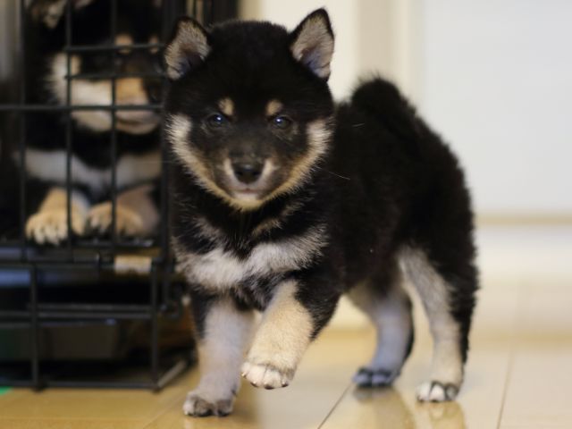 FP5A4295-puppy FP5A4295-puppy