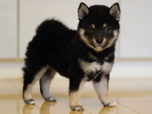 FP5A4320-puppy FP5A4320-puppy