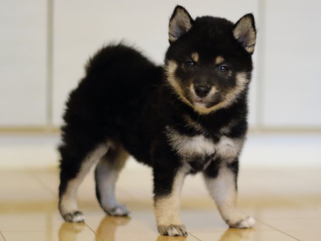 FP5A4328-puppy FP5A4328-puppy