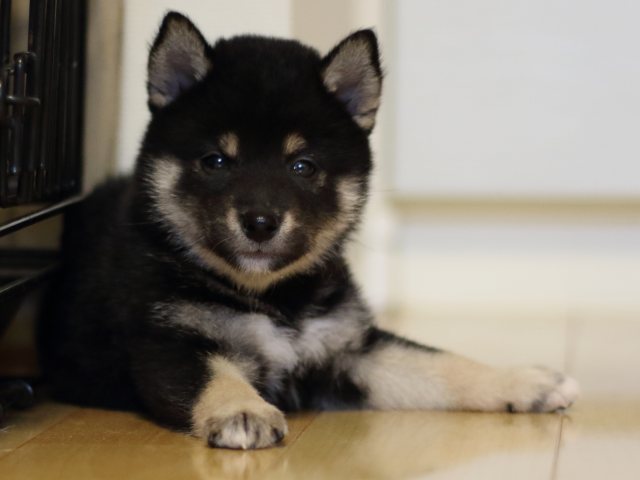 FP5A4364-puppy FP5A4364-puppy