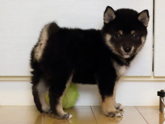 FP5A4384-puppy FP5A4384-puppy