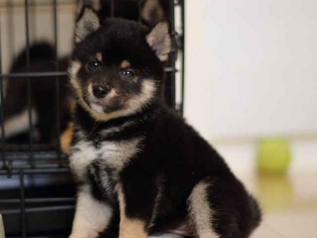 FP5A4410-puppy FP5A4410-puppy
