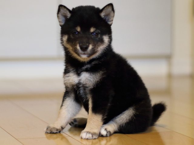 FP5A4895-puppy FP5A4895-puppy