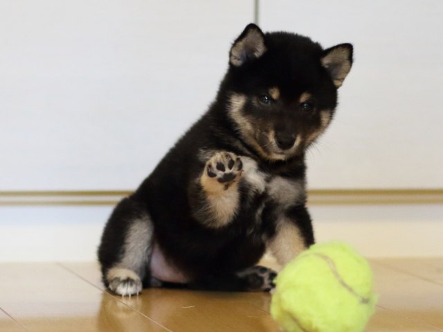 FP5A4954-puppy FP5A4954-puppy