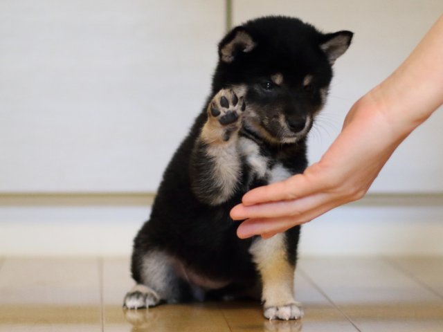 FP5A4993-puppy FP5A4993-puppy