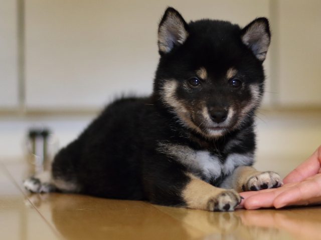 FP5A5003-puppy FP5A5003-puppy