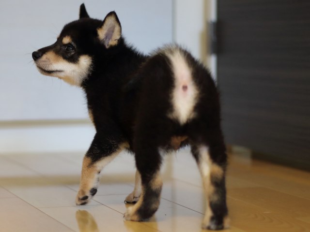FP5A5140-puppy FP5A5140-puppy