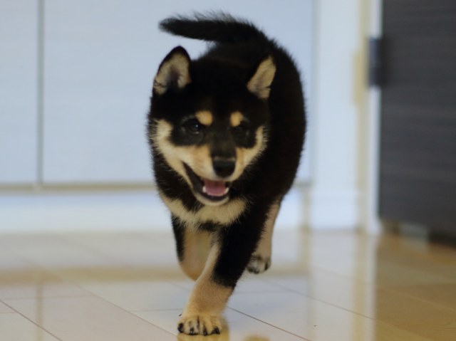 FP5A5219-puppy FP5A5219-puppy