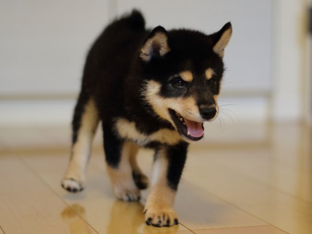 FP5A5222-puppy FP5A5222-puppy