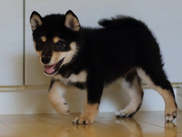 FP5A5244-puppy FP5A5244-puppy