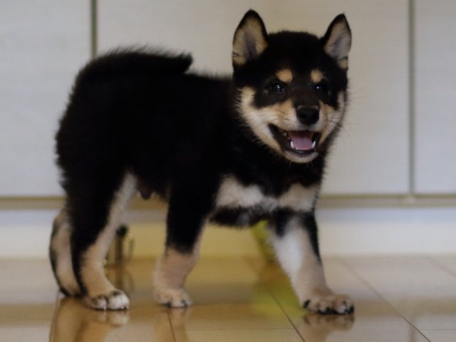 FP5A5346-puppy FP5A5346-puppy