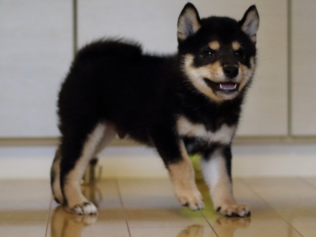 FP5A5347-puppy FP5A5347-puppy