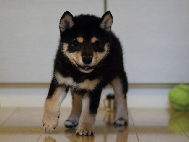 FP5A5368-puppy FP5A5368-puppy