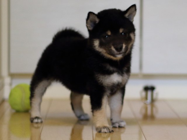 FP5A5411-puppy FP5A5411-puppy