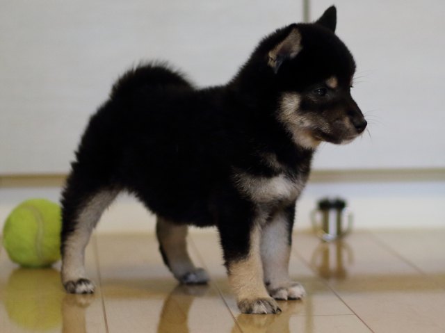 FP5A5426-puppy FP5A5426-puppy