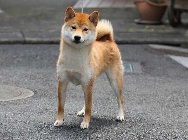 FP5A5465-puppy FP5A5465-puppy