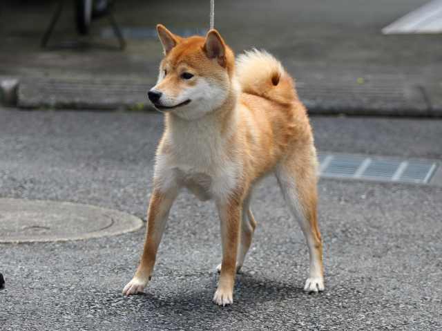 FP5A5477-puppy FP5A5477-puppy