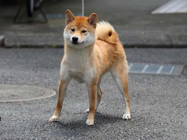 FP5A5481-puppy FP5A5481-puppy