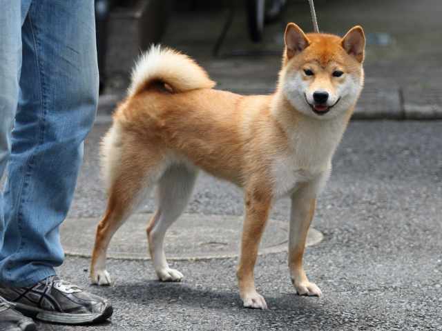 FP5A5492-puppy FP5A5492-puppy