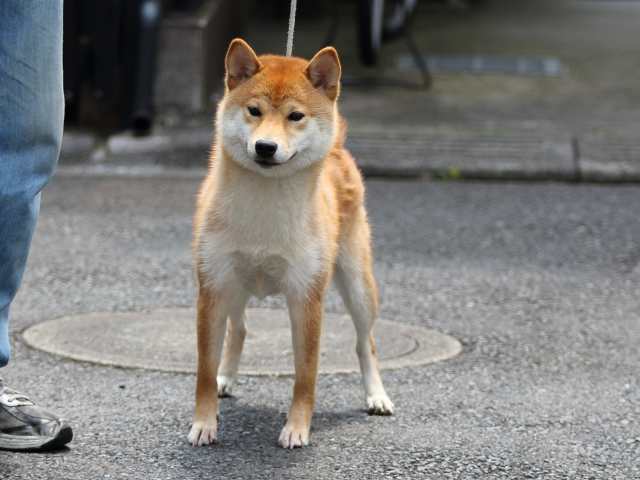 FP5A5500-puppy FP5A5500-puppy