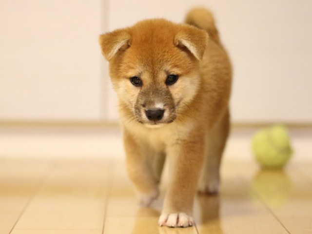 FP5A6372-puppy FP5A6372-puppy