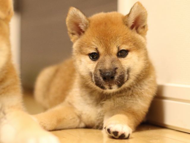 FP5A6423-puppy FP5A6423-puppy