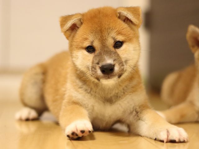 FP5A6428-puppy FP5A6428-puppy