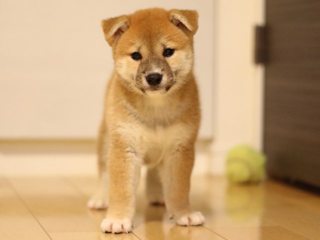FP5A6442-puppy FP5A6442-puppy