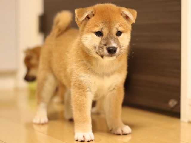 FP5A6481-puppy FP5A6481-puppy