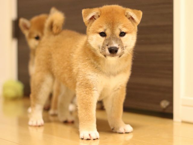 FP5A6492-puppy FP5A6492-puppy