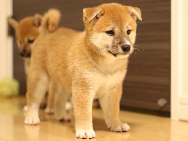 FP5A6498-puppy FP5A6498-puppy