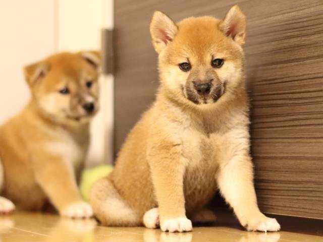 FP5A6525-puppy FP5A6525-puppy