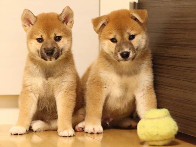 FP5A6543-puppy FP5A6543-puppy