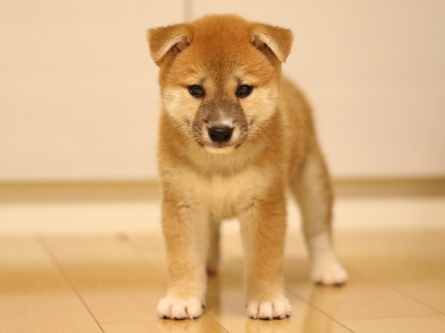 FP5A6585-puppy FP5A6585-puppy