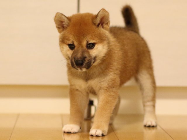 FP5A6609-puppy FP5A6609-puppy