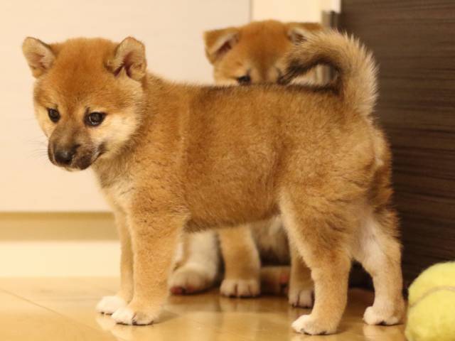 FP5A6617-puppy FP5A6617-puppy