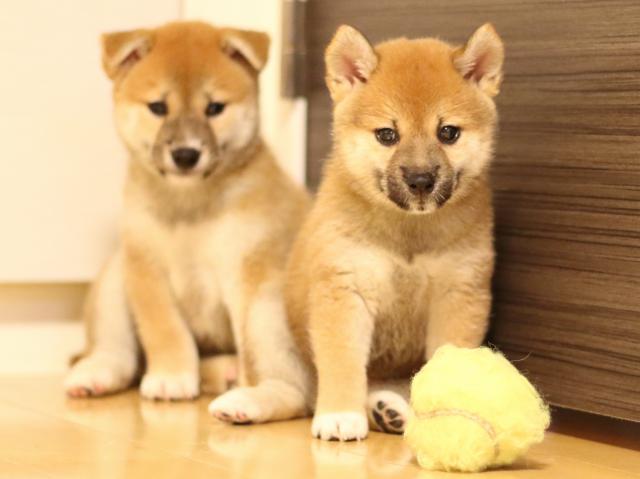 FP5A6624-puppy FP5A6624-puppy