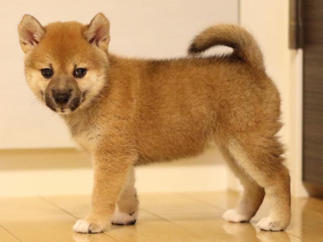 FP5A6629-puppy FP5A6629-puppy