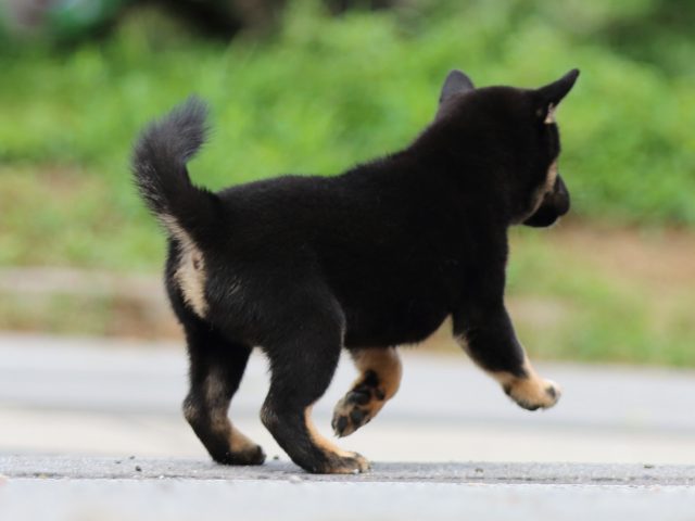 FP5A6639-puppy FP5A6639-puppy