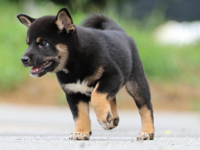 FP5A6668-puppy FP5A6668-puppy