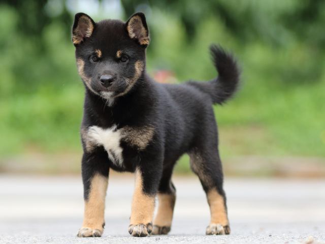 FP5A6690-puppy FP5A6690-puppy