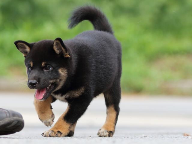 FP5A6699-puppy FP5A6699-puppy