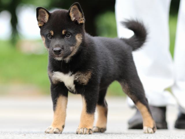 FP5A6712-puppy FP5A6712-puppy